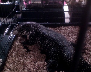 Vision Quest: Cage Lizard