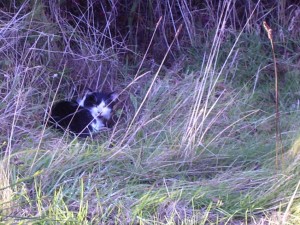 Vision Quest: The Black and White Cat