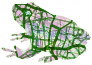 frogmap